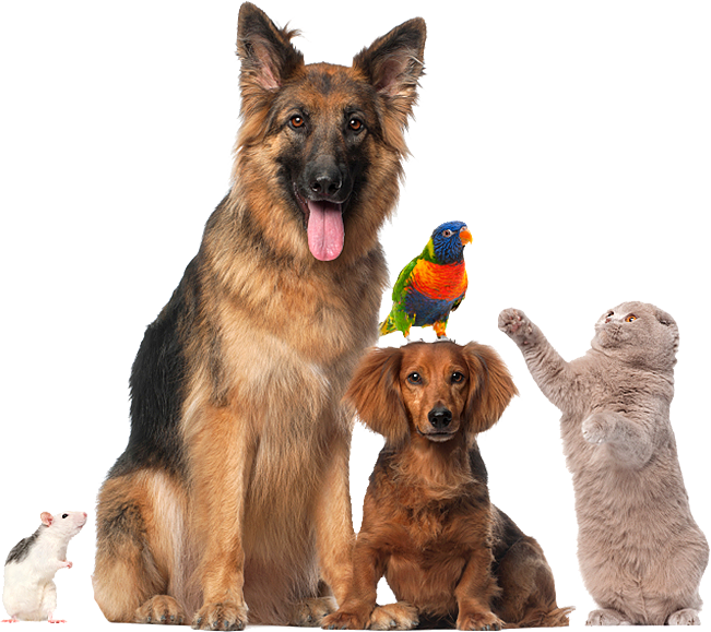 How Long Does A Service Dog Registraiton Last How Long Does A Service Dog Registraiton Last