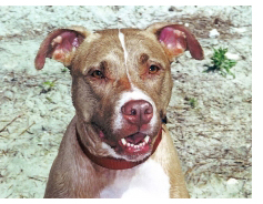 Latte , American Pitbull Terrier Latte , American Pitbull Terrier
