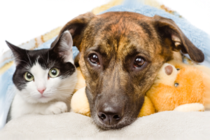 Pet Library - Cat and Dog