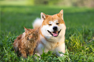 Veterinary Services - Dog and Cat